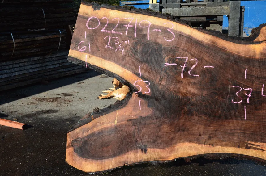 022719-03 Oregon Black Walnut Slab