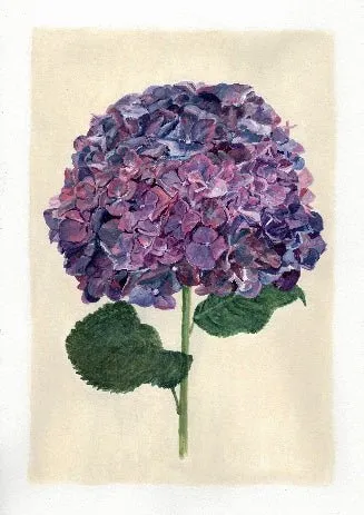 Hydrangea Print - Limited Edition | Kerrie Knuckey Art