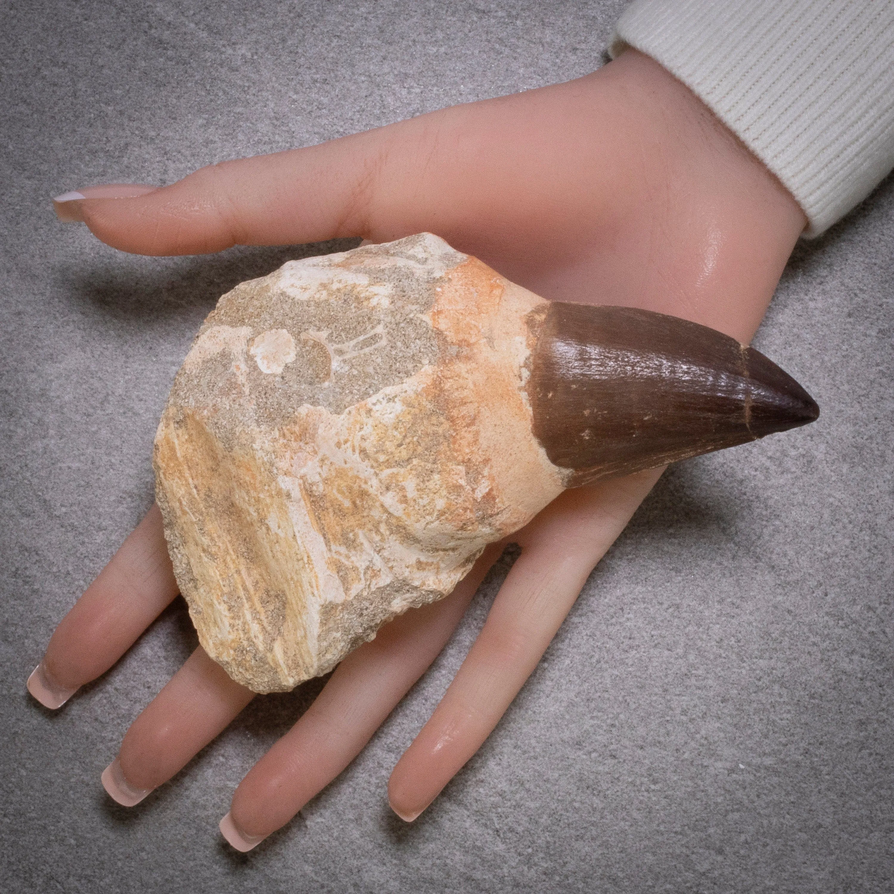 Large Authentic Fossilized Prehistoric Mosasaur Tooth